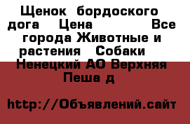 Щенок  бордоского  дога. › Цена ­ 60 000 - Все города Животные и растения » Собаки   . Ненецкий АО,Верхняя Пеша д.